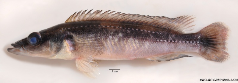 Crenicichla macrophthalma