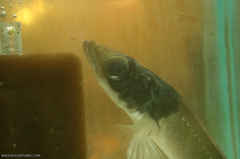 Crenicichla macrophthalma