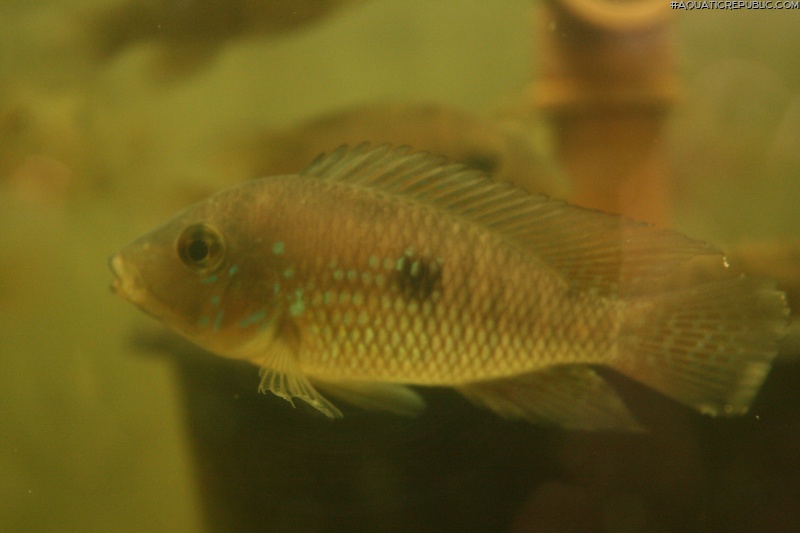 Geophagus brasiliensis