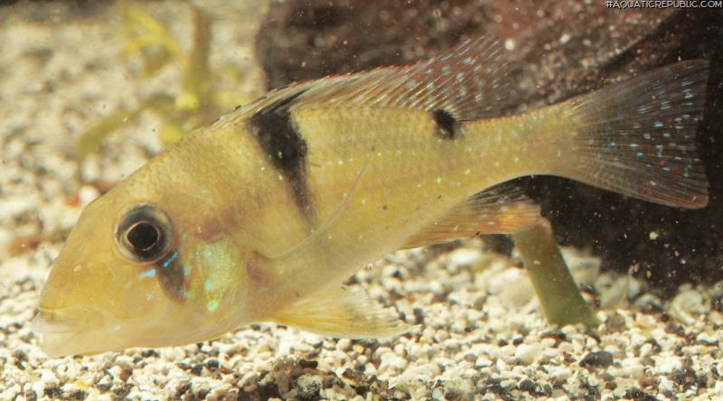 Geophagus harreri