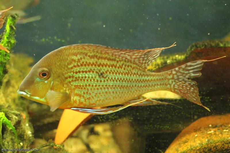 Geophagus neambi