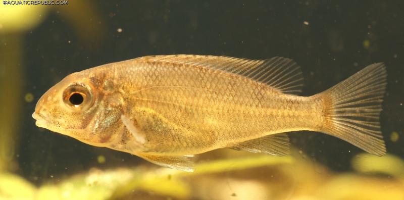 Geophagus neambi