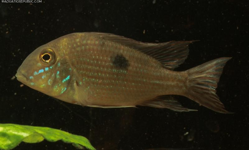 Geophagus parnaibae