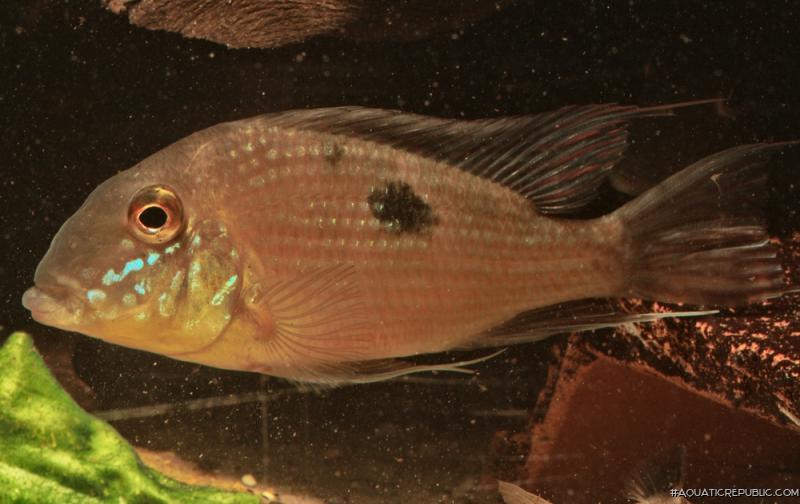 Geophagus parnaibae