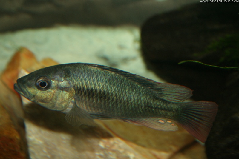 Haplochromis nubilus