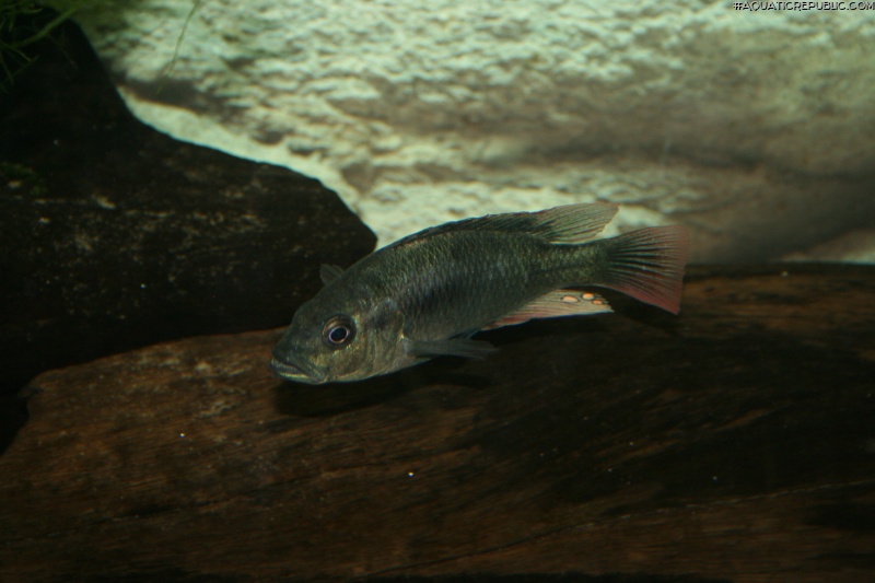 Haplochromis nubilus