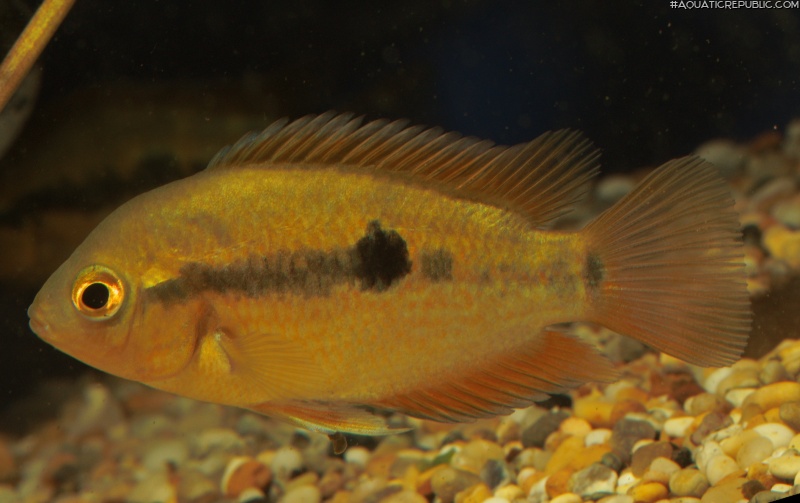 Herotilapia multispinosa