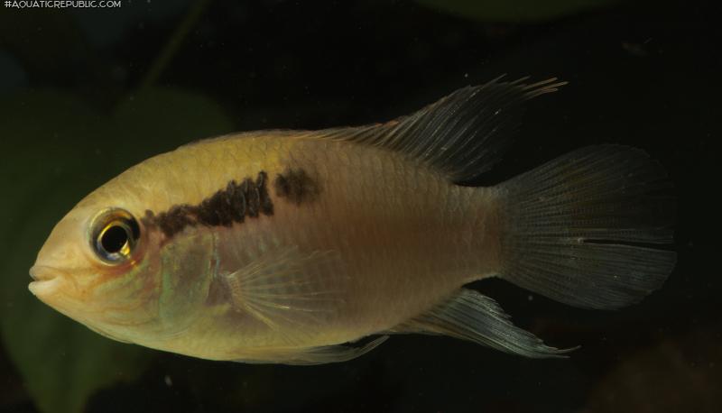 Laetacara thayeri