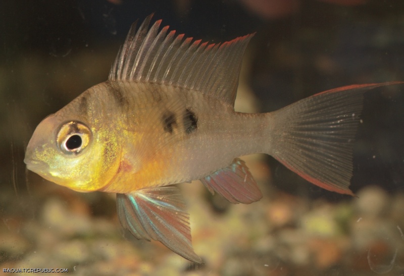 Mikrogeophagus altispinosus