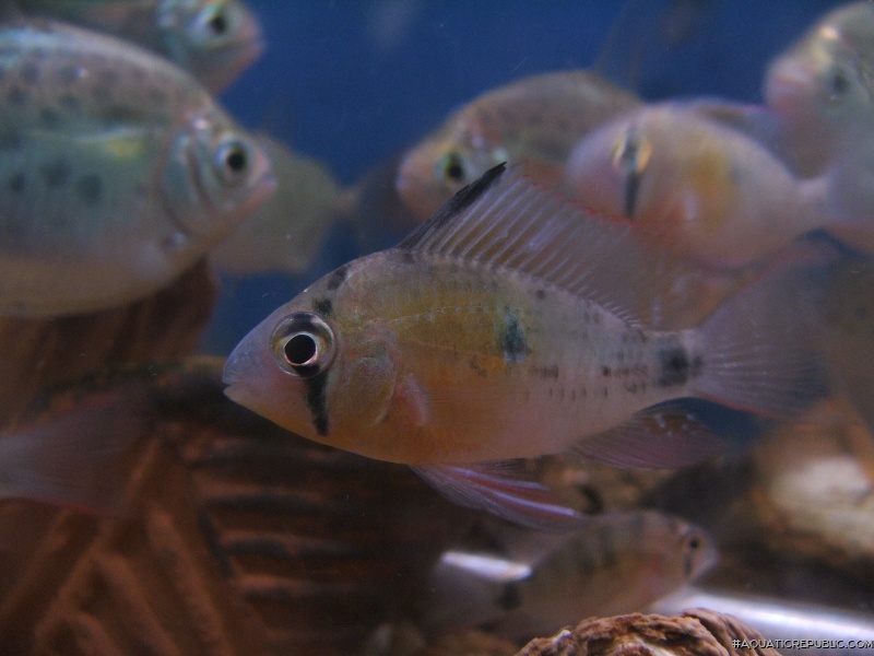 Mikrogeophagus maculicauda