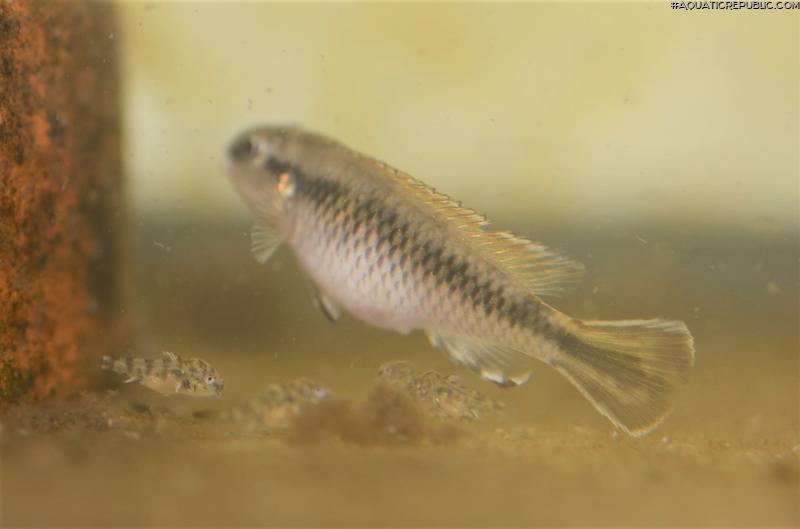 Nanochromis minor