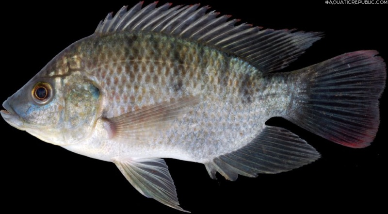 Oreochromis mossambicus