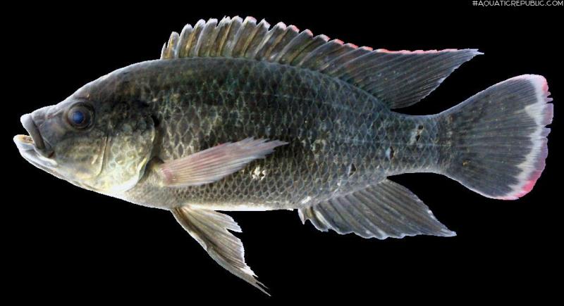 Oreochromis mossambicus