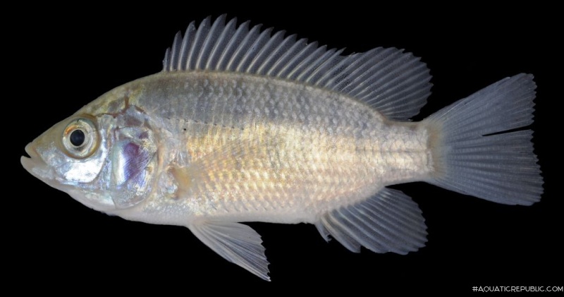 Oreochromis niloticus