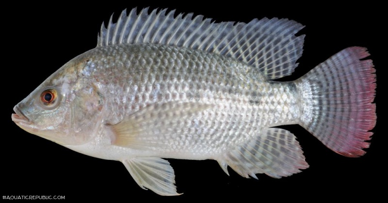 Oreochromis niloticus