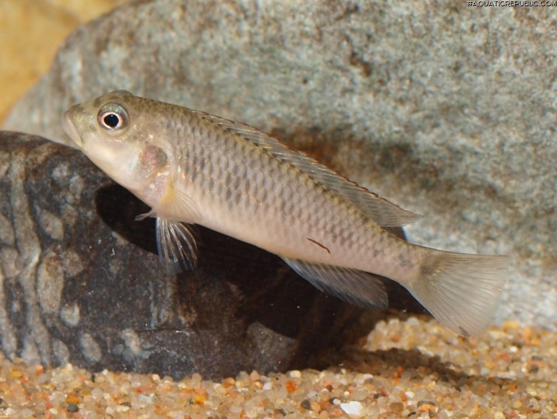 Orthochromis malagaraziensis