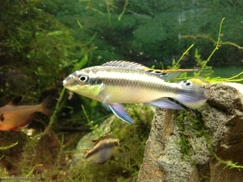 Pelvicachromis pulcher