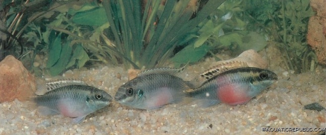 Pelvicachromis pulcher