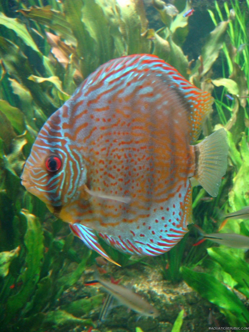 Symphysodon aequifasciatus