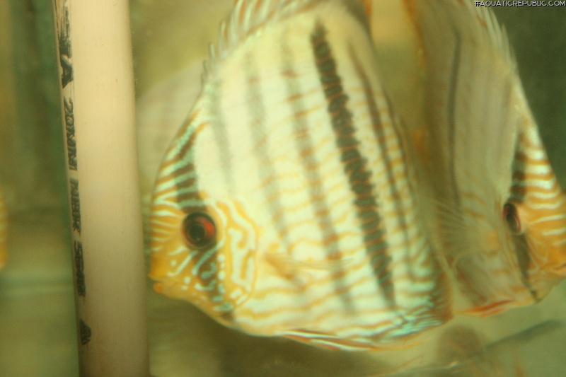 Symphysodon discus