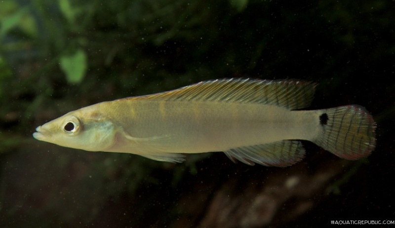 Wallaciia compressiceps