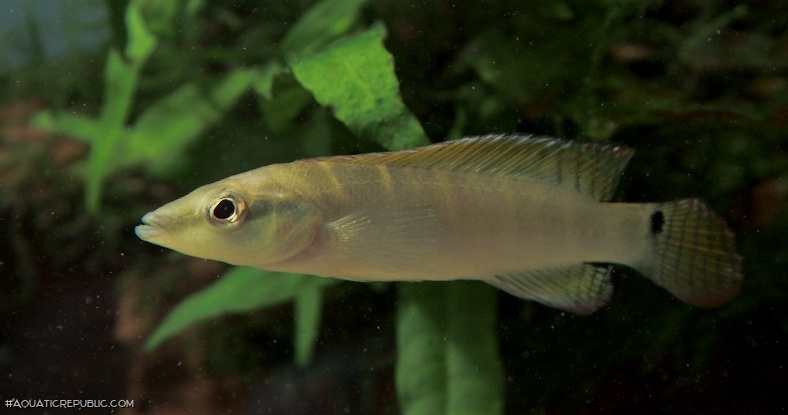 Wallaciia compressiceps