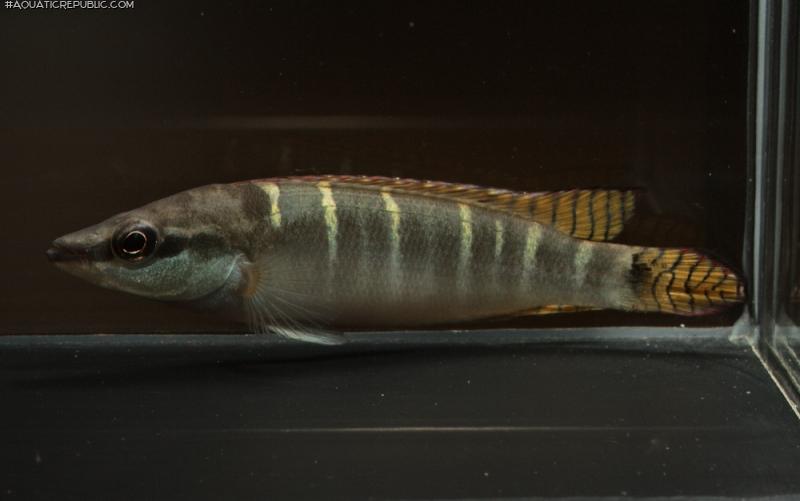 Wallaciia compressiceps