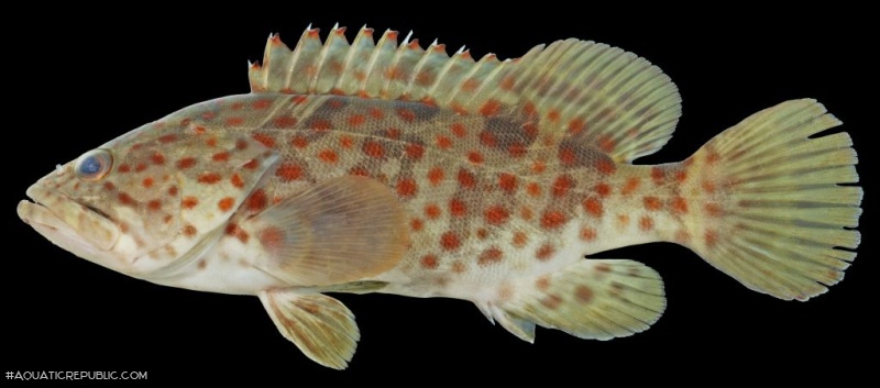 Epinephelus coioides