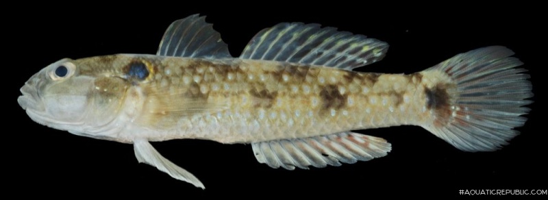 Acentrogobius caninus