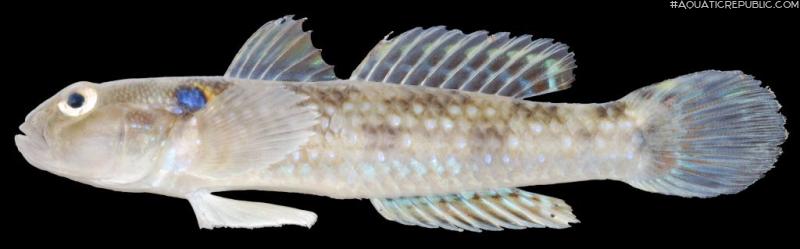 Acentrogobius caninus