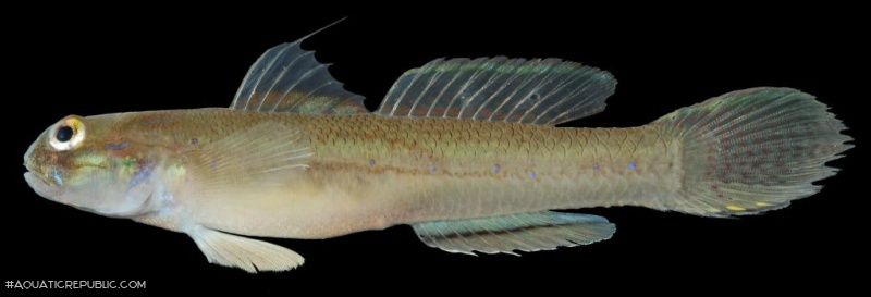 Acentrogobius veliensis