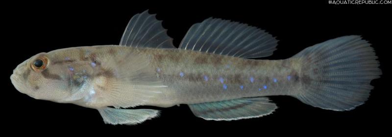 Acentrogobius viridipunctatus