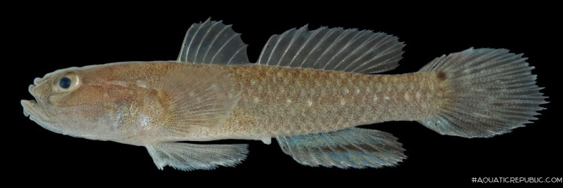 Aulopareia unicolor