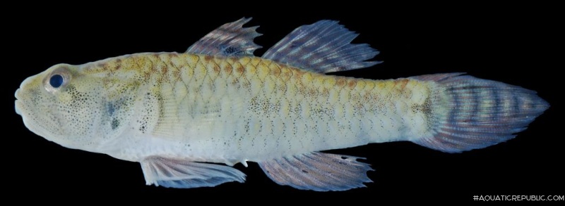 Eugnathogobius siamensis