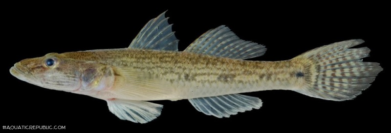 Glossogobius aureus