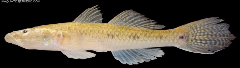 Glossogobius aureus