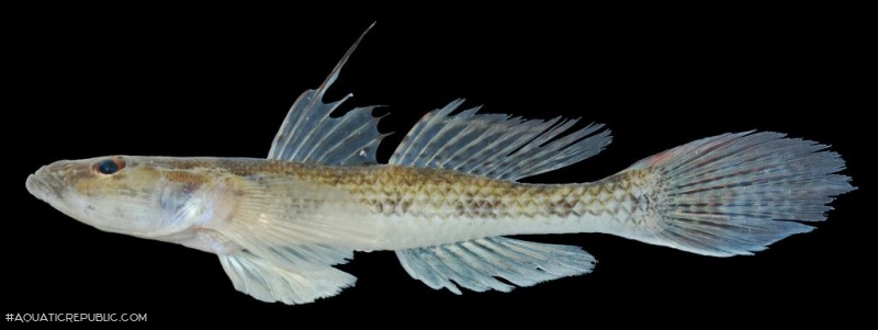 Glossogobius giuris