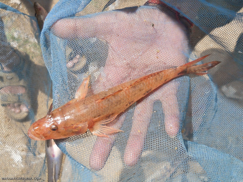 Glossogobius giuris