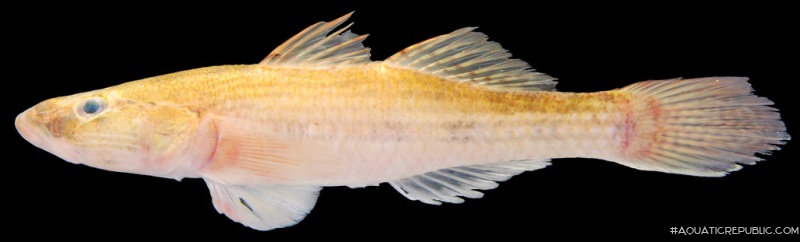 Glossogobius giuris