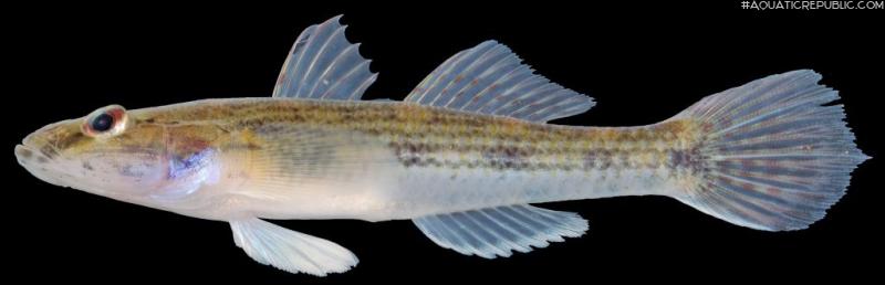 Glossogobius giuris