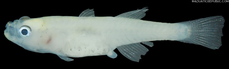 Gobiopterus chuno