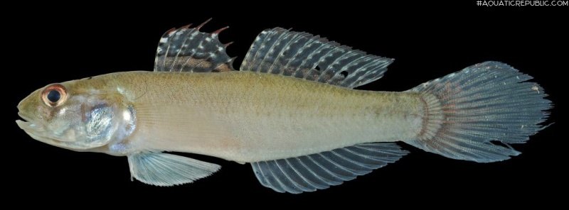 Stenogobius mekongensis