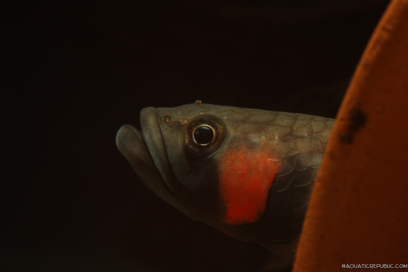 Betta macrostoma