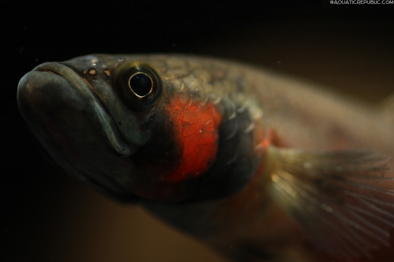 Betta macrostoma