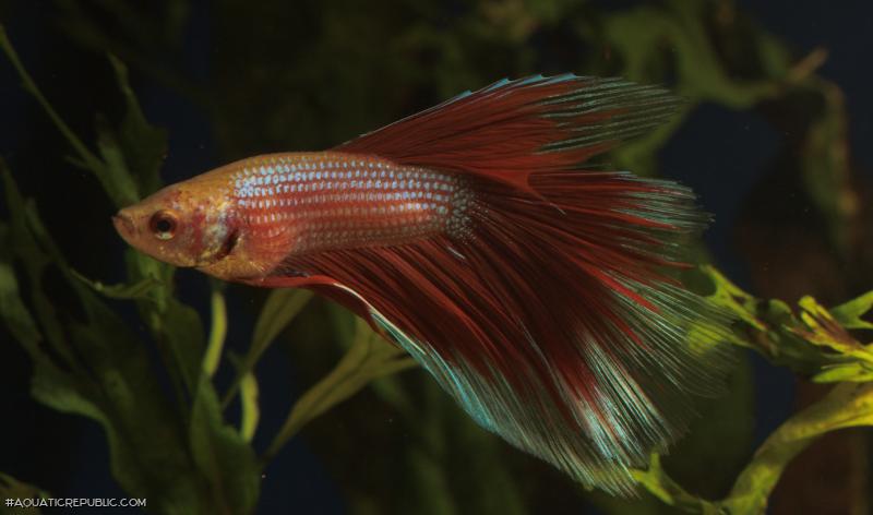 Betta splendens