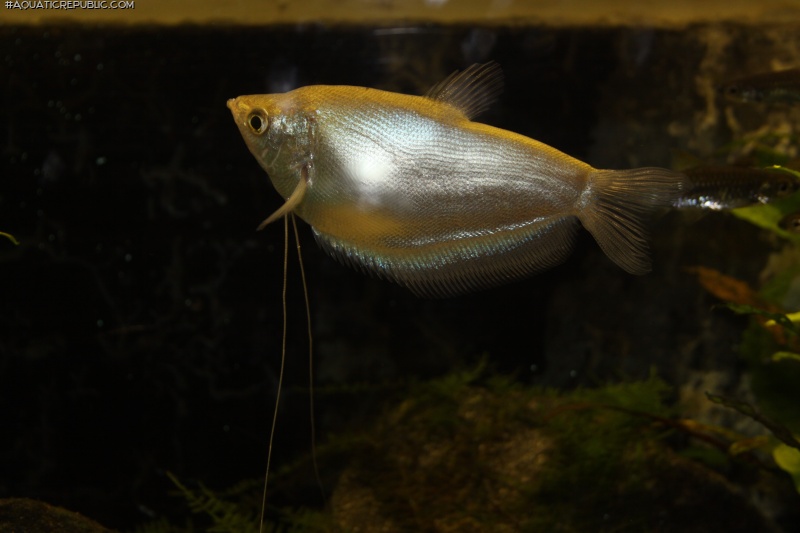 Trichopodus microlepis