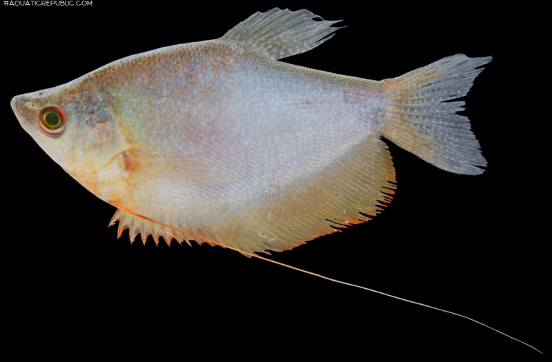 Trichopodus microlepis