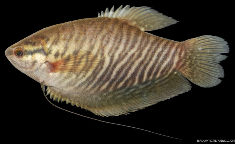 Trichopodus pectoralis