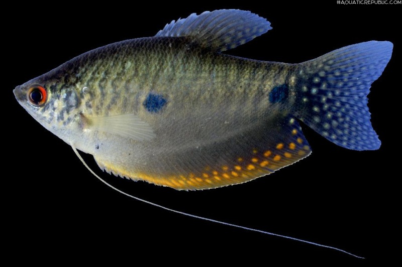 Trichopodus trichopterus