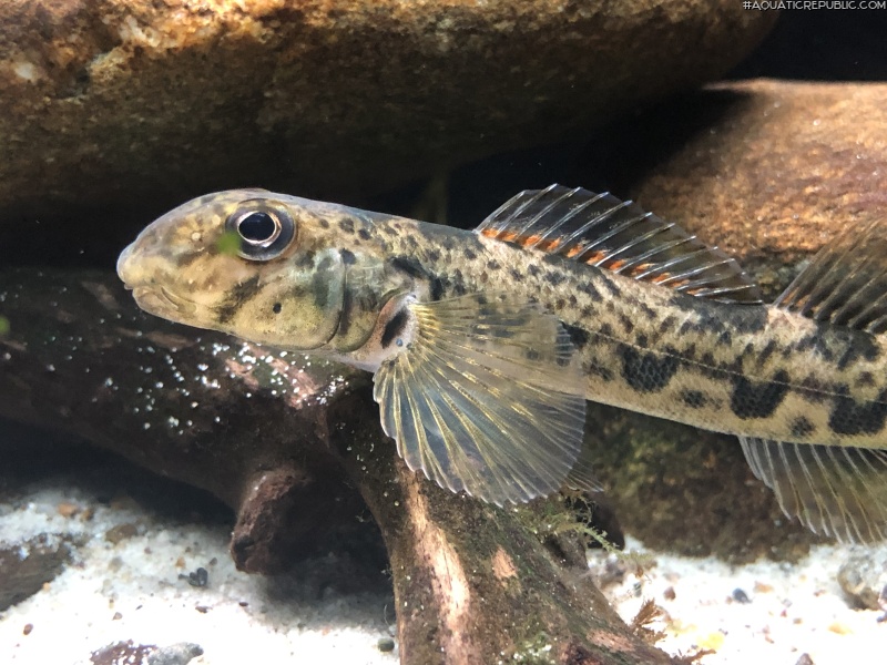 Etheostoma blennioides